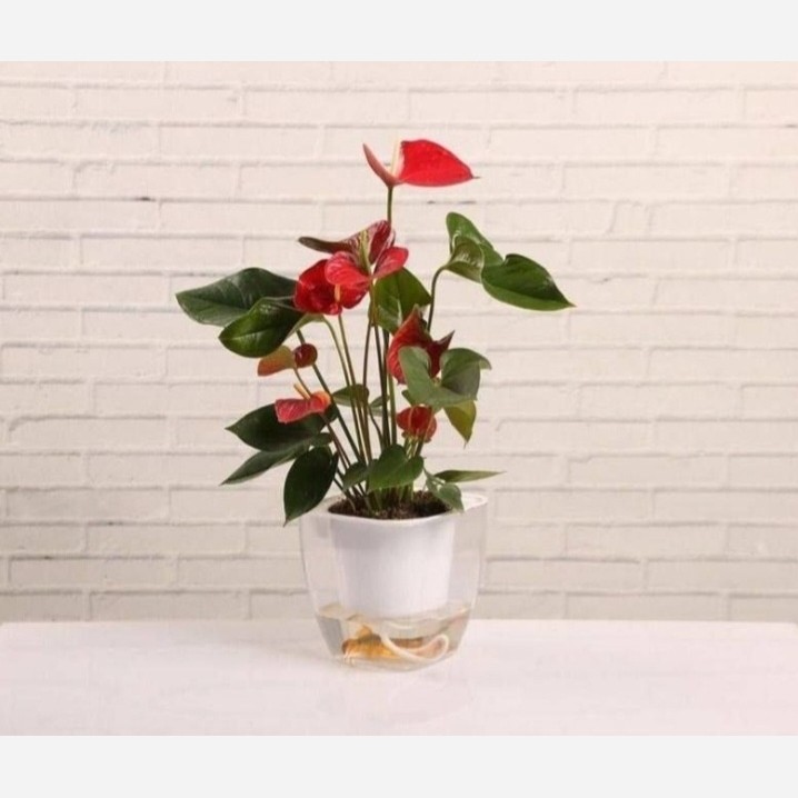 گلدان آکواریوم خود آبیار   مدل:new kanada0115367